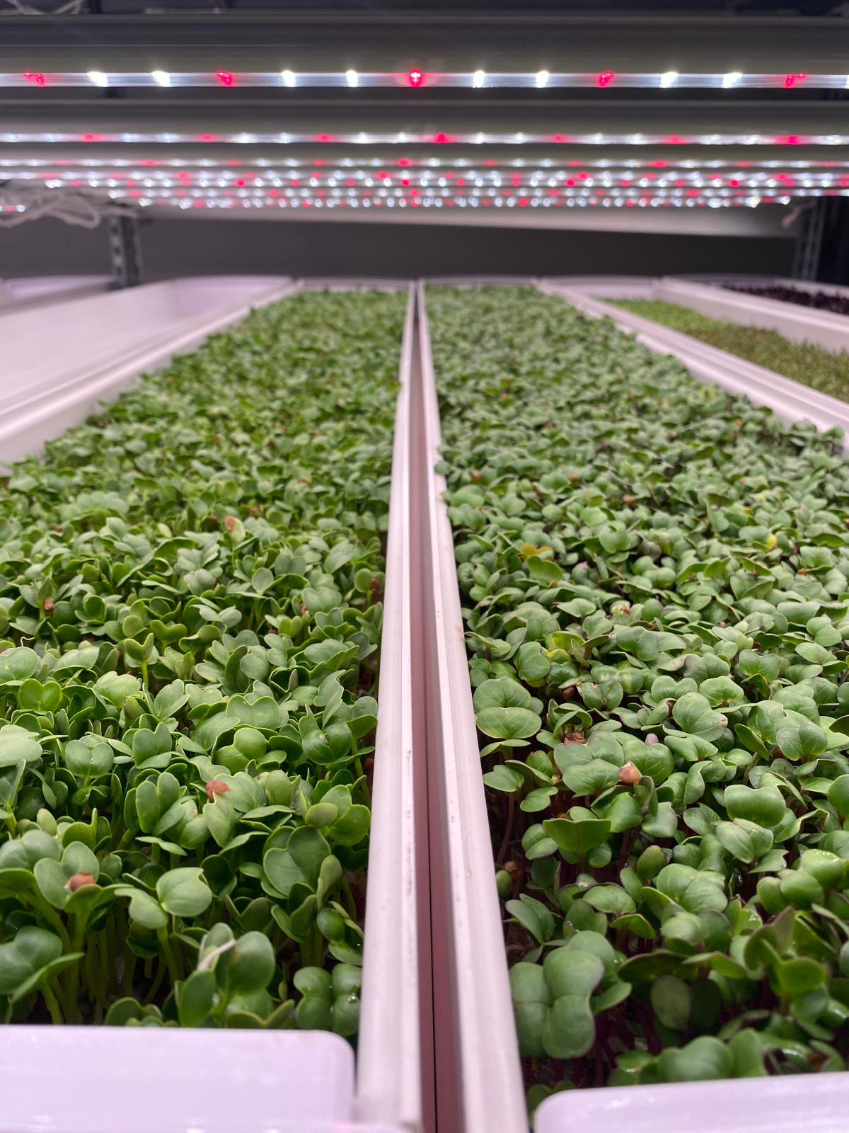 Microgreens TinyGreens